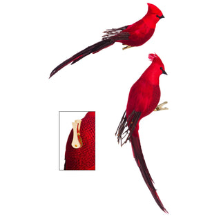 cardinal-magestic-clip