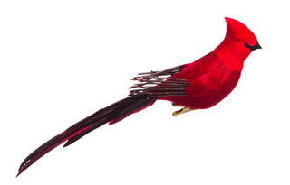 cardinal-magestic-clip
