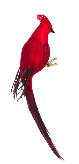 cardinal-magestic-clip