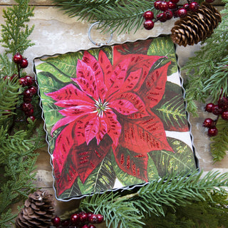 mini-brilliant-poinsettia