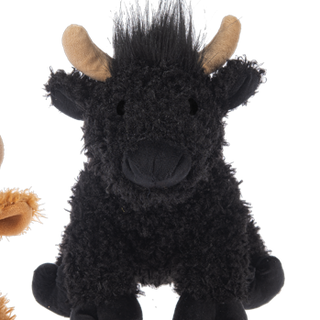 Highland Cow