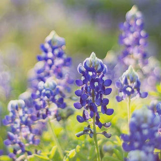 bluebonnet-freshie-tin