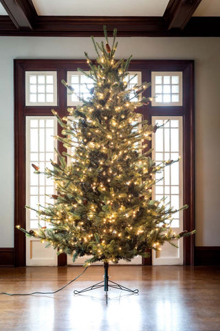 blue-spruce-prelit-9ft