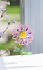 garden-daisy-525