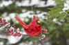 Ornament Elegant Cardinal