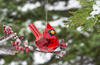 Ornament Elegant Cardinal