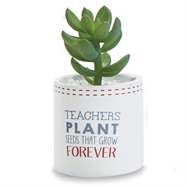Plant Succulent Pot